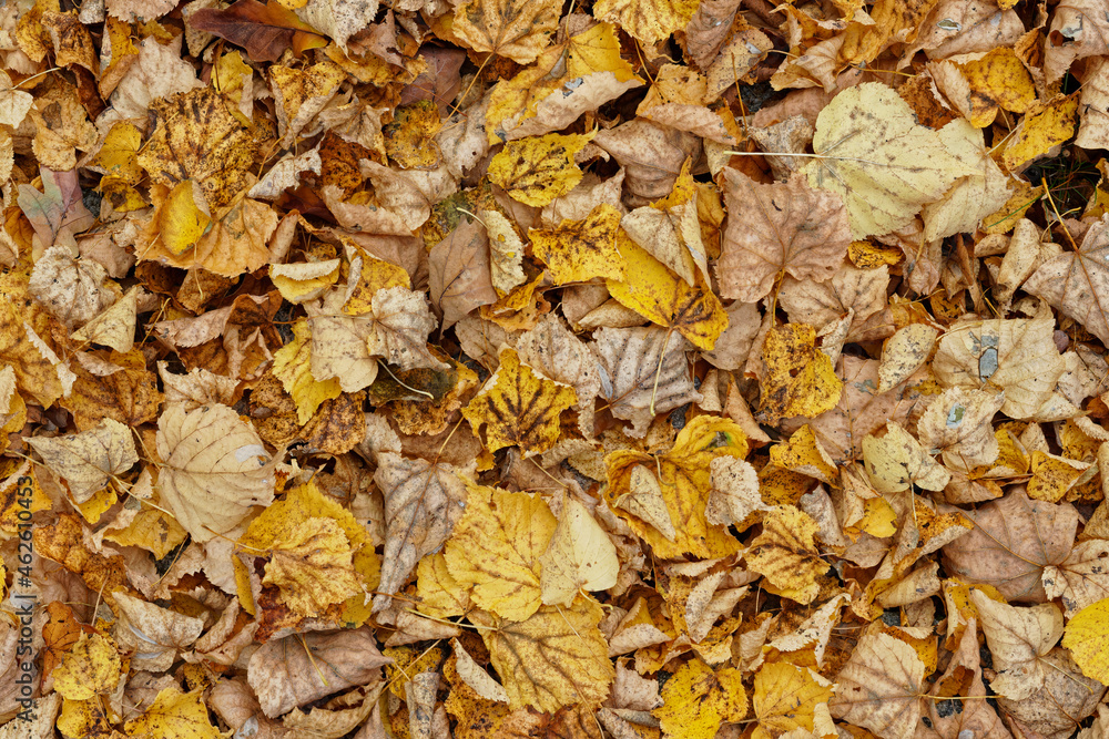 Texture of fallen leaves, golden autumn Texture of fallen leaves, golden autumn