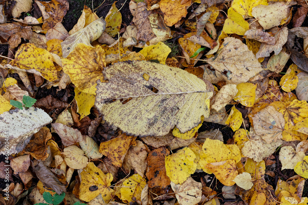 Texture of fallen leaves, golden autumn Texture of fallen leaves, golden autumn