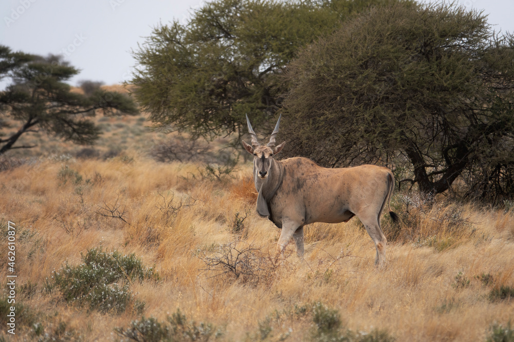 Naklejka premium Common Eland bull