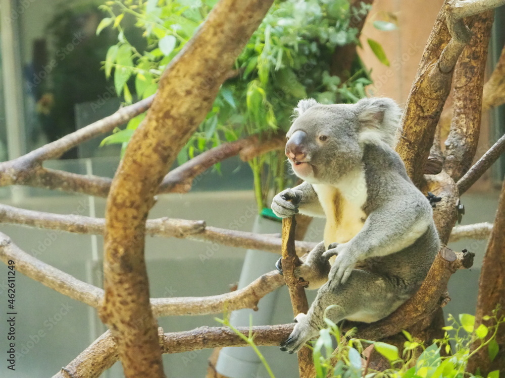 Fototapeta premium 木の枝の上に器用に座るコアラ