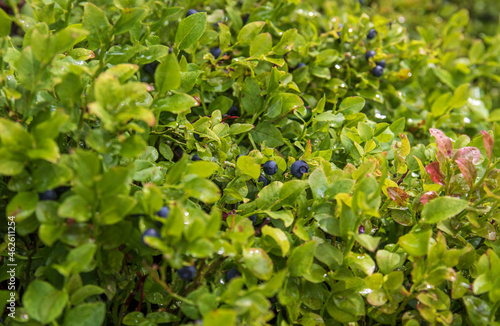 berries on a bush