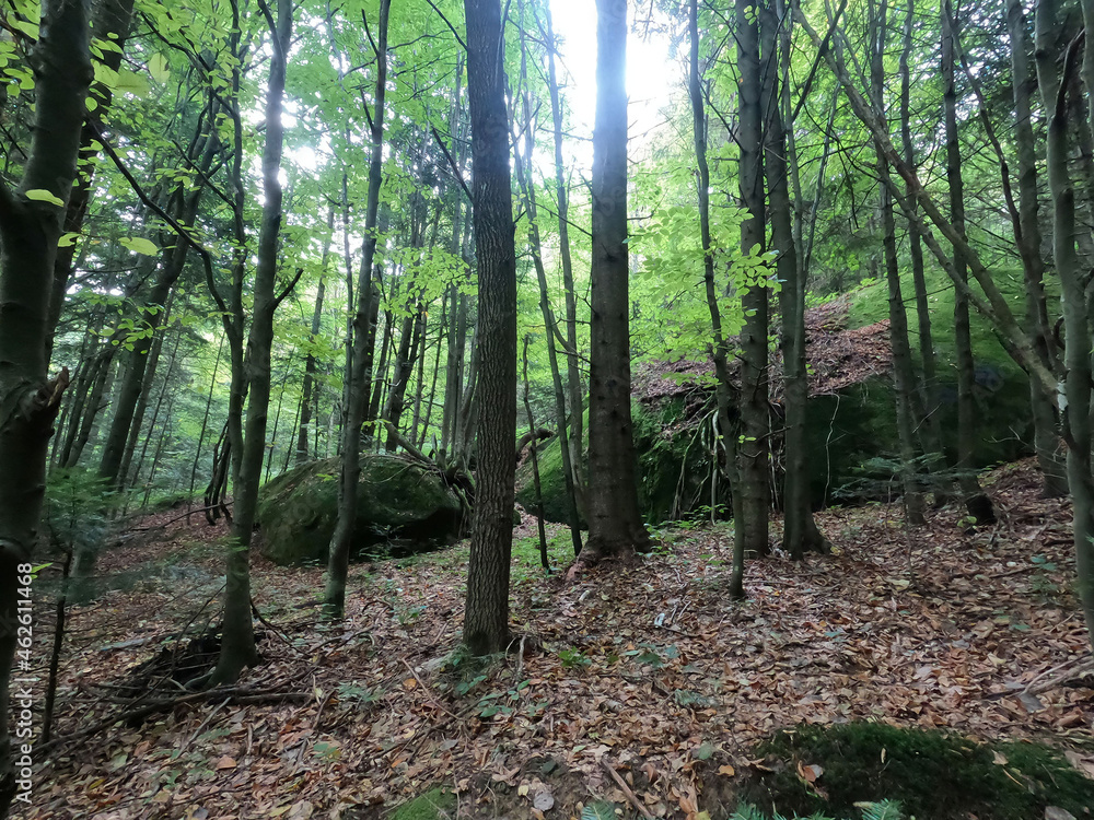 Carpathian Mountains landscape with forest 