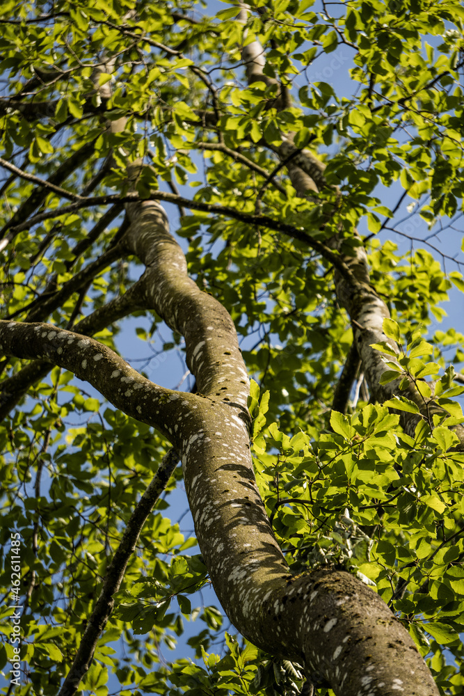Fototapeta premium tree