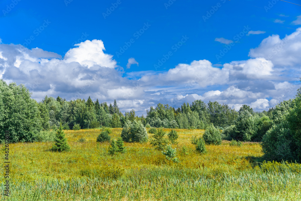 Beautiful natural landscape. Green forest on a background of blue sky and white clouds. A clear sunny summer day at the edge of the forest.