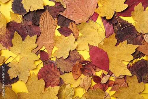 Fallen Autumn Foliage Lying On Yellow Background
