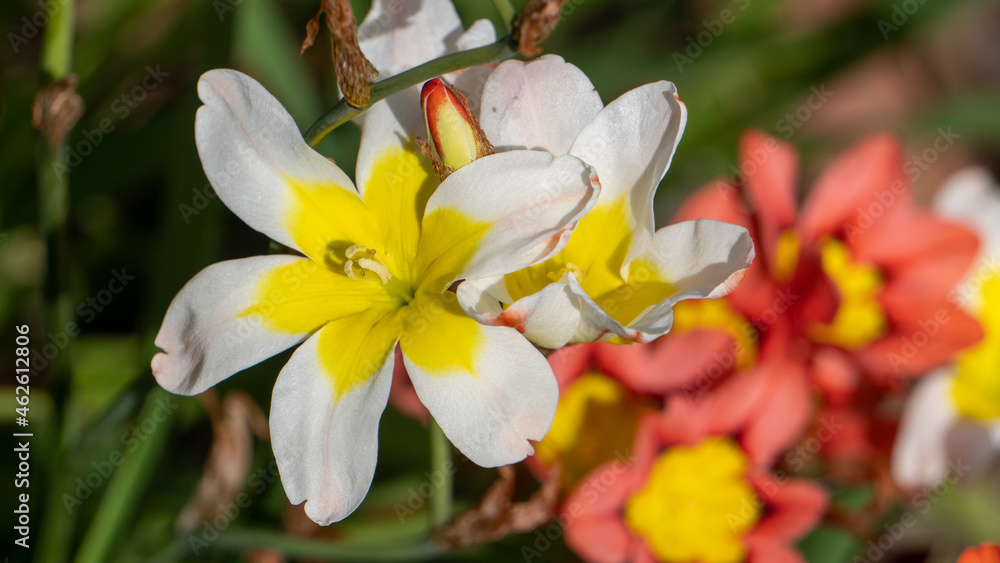 Fototapeta premium White and yellow flower