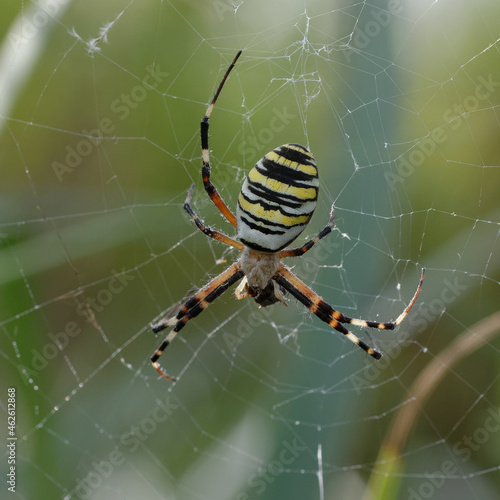 Wasp spider (Argiope bruennichi) on its web