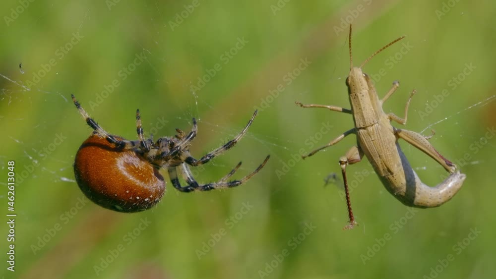 Four Spotted Orb-weaver Spider (Araneus Quadratus) With Grasshopper ...