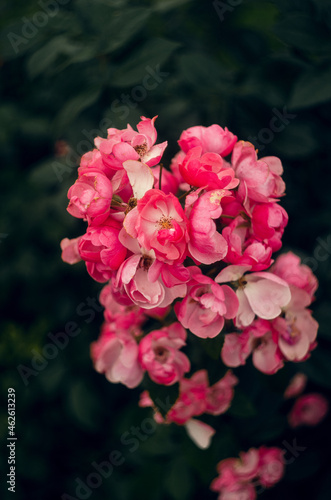 Selective of pink small roses on the bush in the garden photo