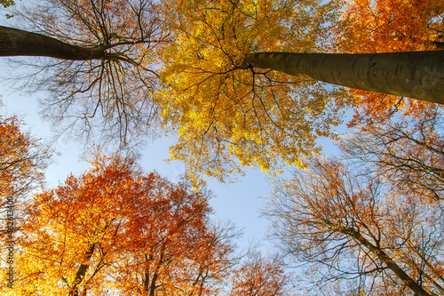 Beech trees in autumn photo