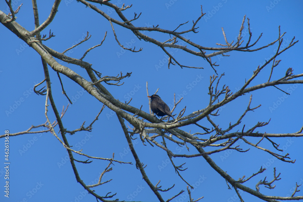 Fototapeta premium Petit oiseau dans les branches .
