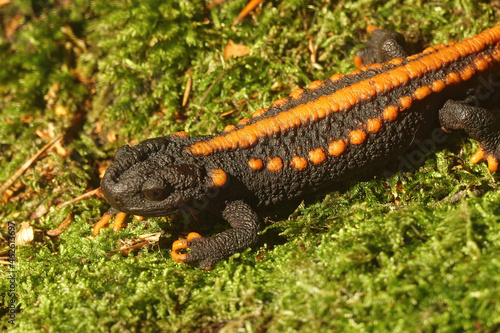 Closeup on an adult male Tiannan crocodile newt, Tylototriton yangi photo