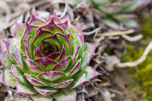 Closeup shot of an enchanting Sempervivum ruthenicum succulent in the wild photo