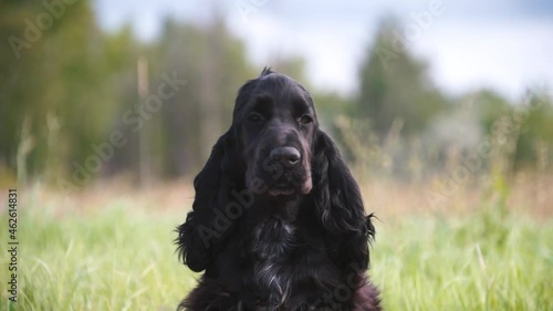 Portrait of a dog of breed English Cocker Spaniel.