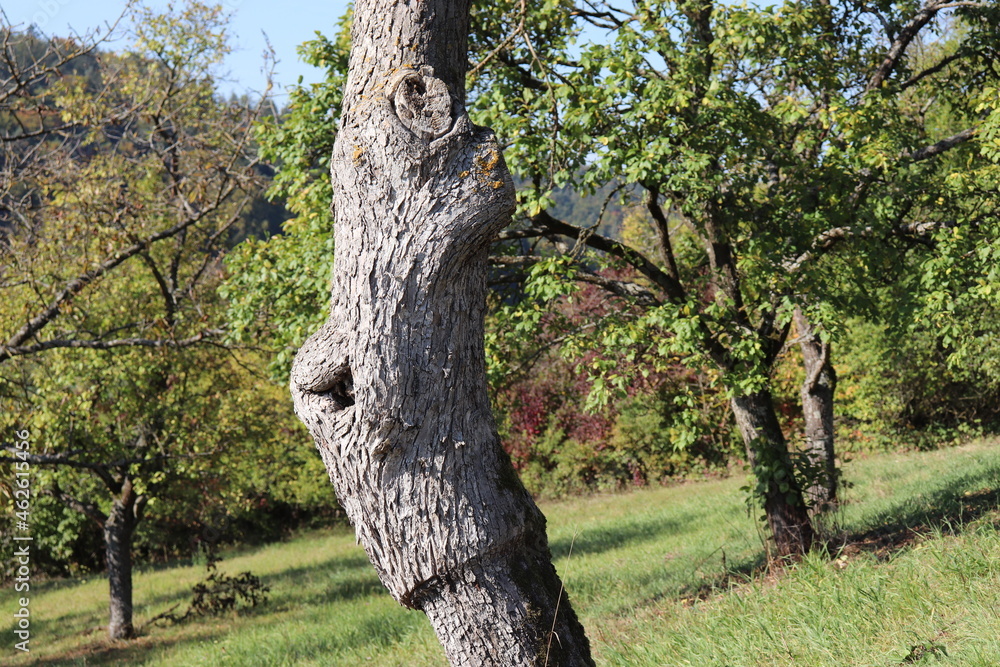 Obraz premium Obstbaum veredelt Veredelung nach Jahrzehnten Obstbaumveredelung Pfropfen 