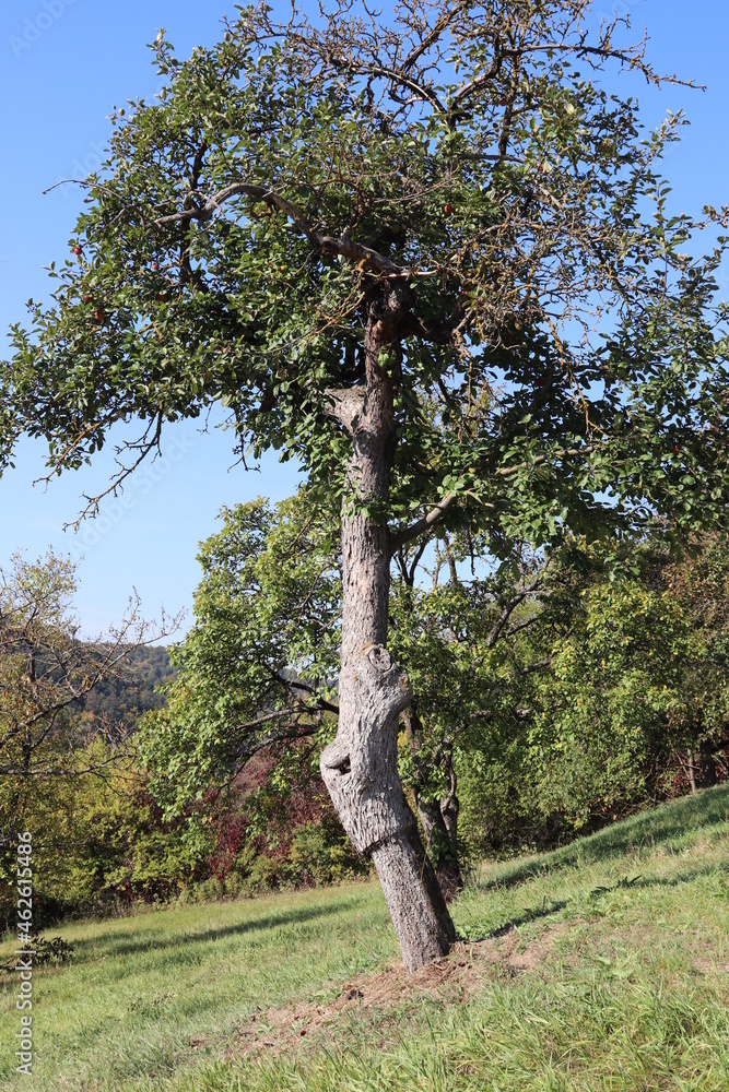Fototapeta premium alter Obstbaum, der vor Jahrzehnten durch Propfen veredelt wurde
