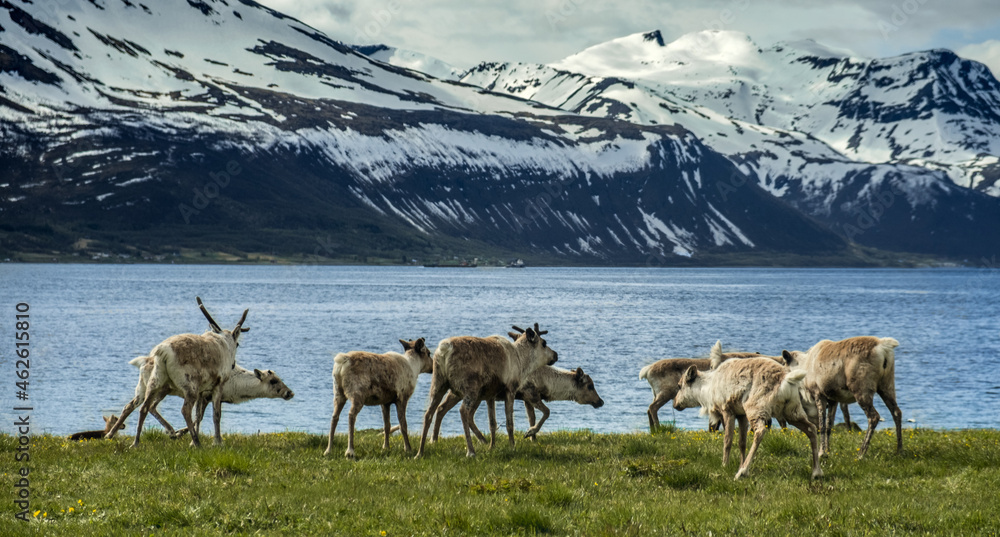 A group of reindeer by the Norwegian fjord A group of reindeer by the Norwegian fjord