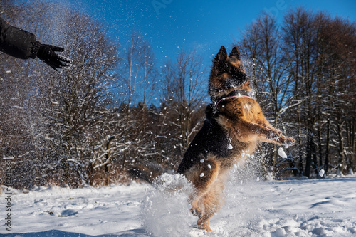 German shepherd catching snowball during sunny, winter day