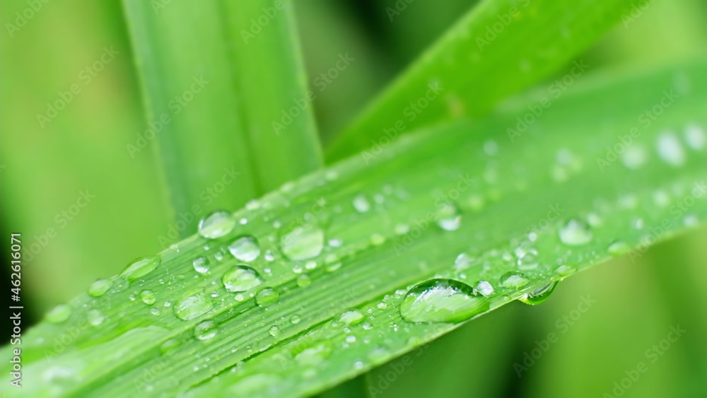 Shot of Droplet Falling from Fresh transparent dew. Morning diffuse lighting. Shot of Droplet Falling from Fresh transparent dew. Morning diffuse lighting.