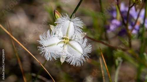 White fluffy wildflower