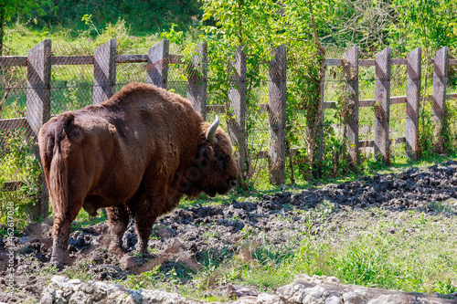 Bison in the aviary. The symbol of Moldova. Natural protected by the state reserve. Background with copy space photo