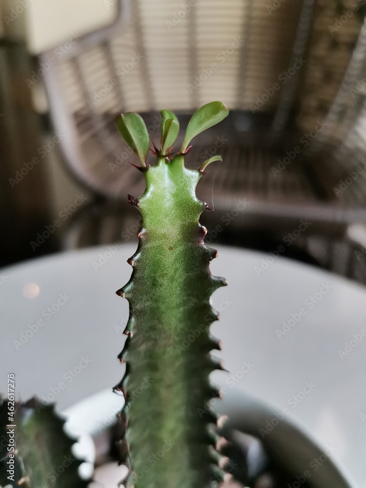 Naklejka premium Close up photo of cactus with three leaves above it. Fit for news, macro photography lesson, etc.