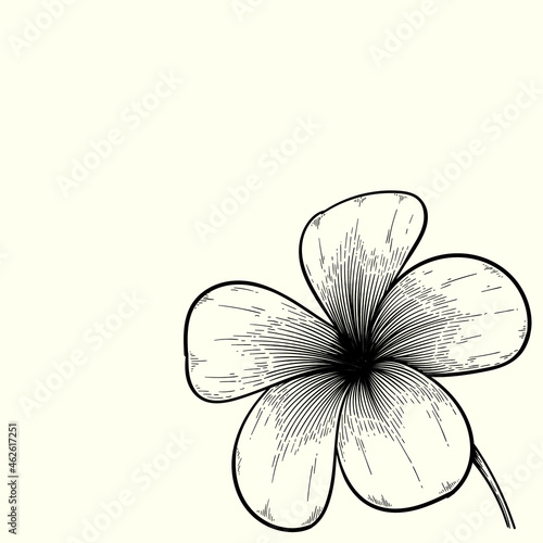 vintage flower hand drawn drawing. monochrome flower vector design. black and white drawing