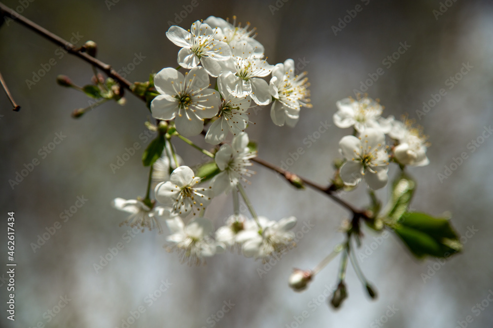 White flowers blooming on cherry tree branches. Selective focus.