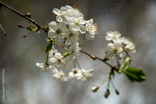 White flowers blooming on cherry tree branches. Selective focus.
