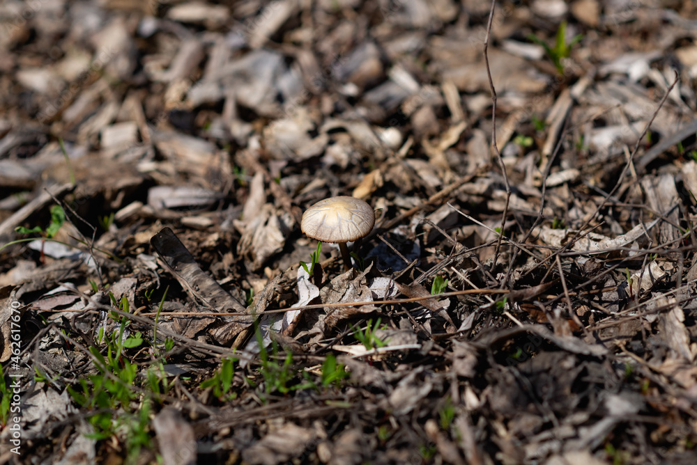 mushroom in the grass mushroom in the grass