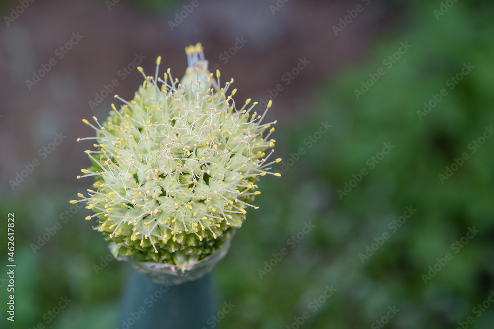 Close-up of scallion seed growing on top of scallion Close-up of scallion seed growing on top of scallion