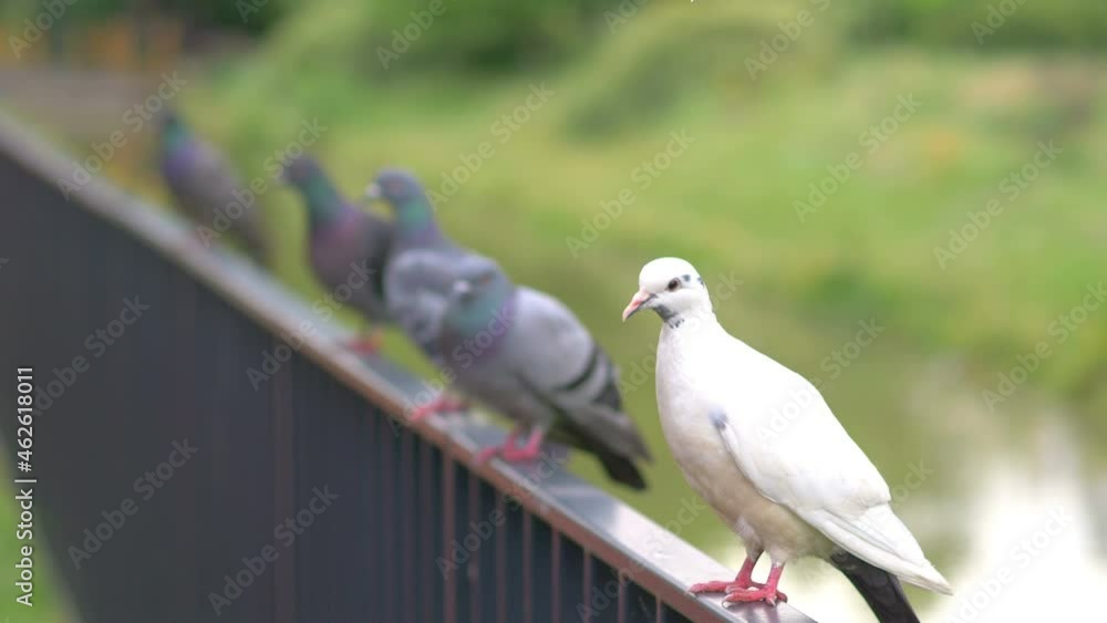 Pigeons relax on the fence in 4k slow motion 60fps Pigeons relax on the fence in 4k slow motion 60fps