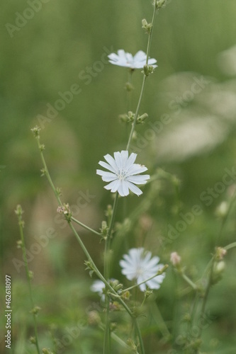 Weiße Blume