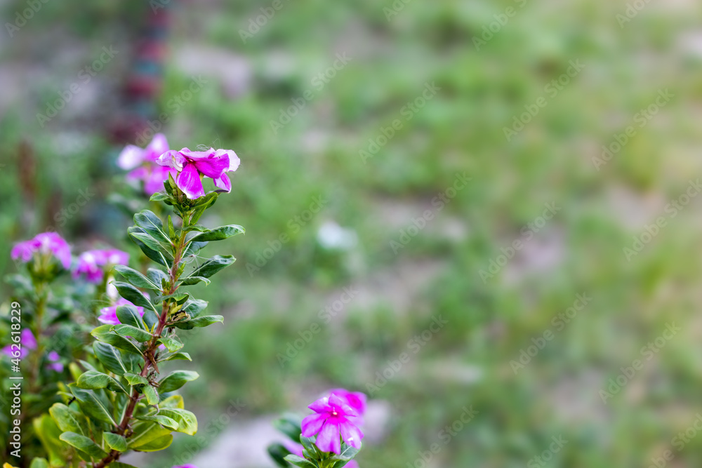 Dry pink periwinkle flower on a branch in the garden with copy space Dry pink periwinkle flower on a branch in the garden with copy space