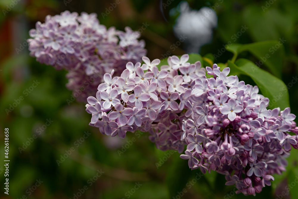 Lilac is the common name of the olive family, which has nearly 20 species, and is very resistant to cold, which is widely used in the decoration of gardens and parks.
