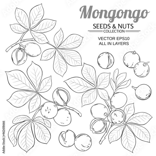 mongongo vector set on white background