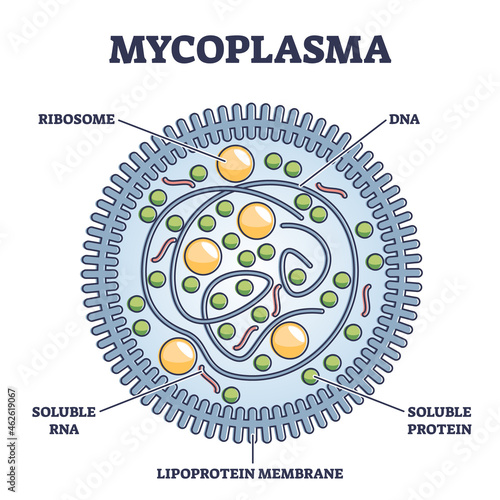 Mycoplasma infection respiratory illness, vector illustration diagram. Microscopic cross section of bacteria genus that lack a cell wall around their cell membranes and are resistant to antibiotics.