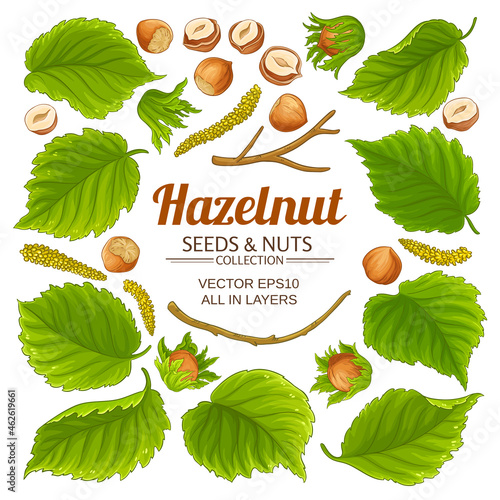 hazelnut elements set on white background