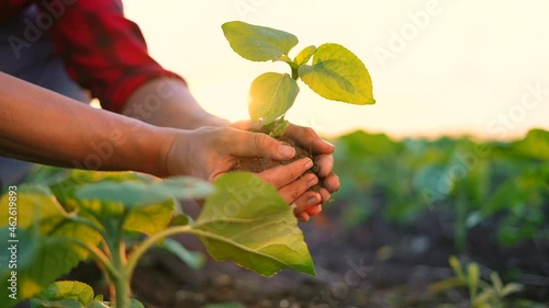 agriculture. farmer a hands are lowered plant cultivation plant. business ecology agriculture gardening concept. farmer hands are planting soil with a plant. eco agriculture concept at sunset life