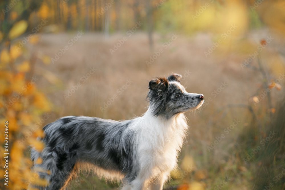 dog in nature. Autumn mood. Border collie in leaf fall in the forest dog in nature. Autumn mood. Border collie in leaf fall in the forest
