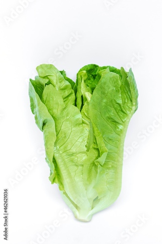 Fresh green of cos lettuce isolated on white background.