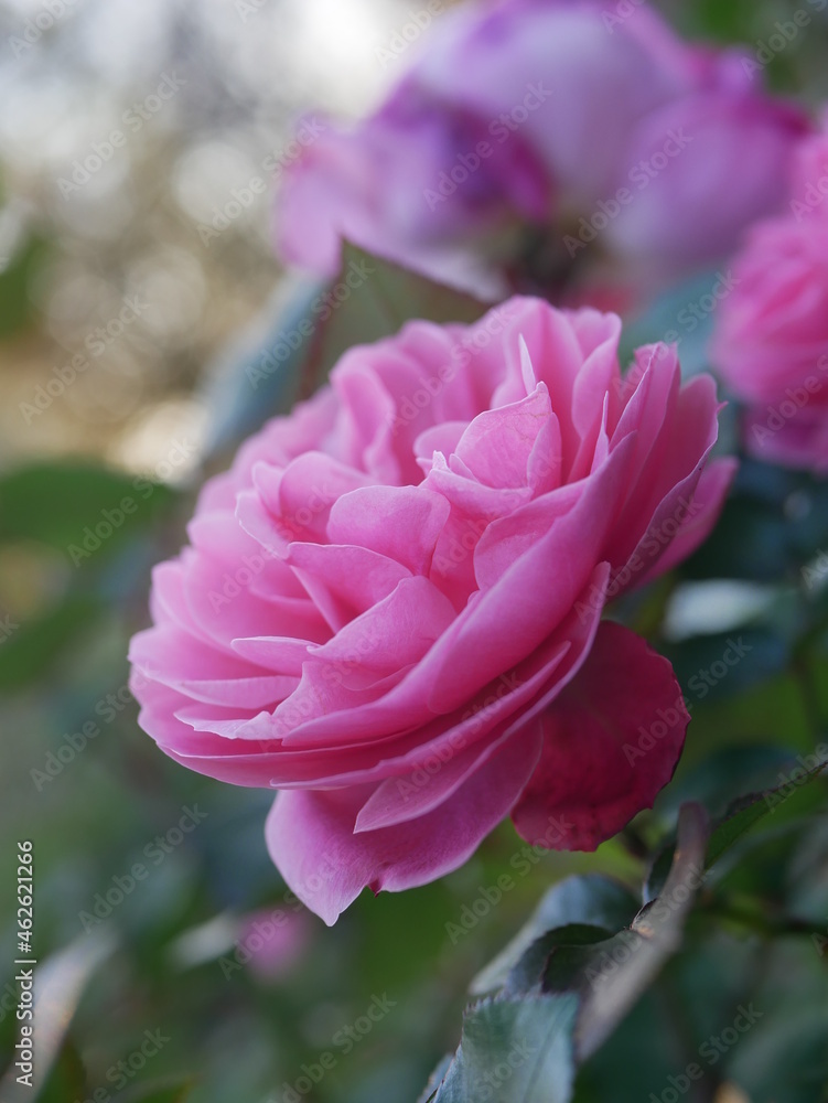 Blooming rose in the city garden. Bright pink flower on a background of green foliage.