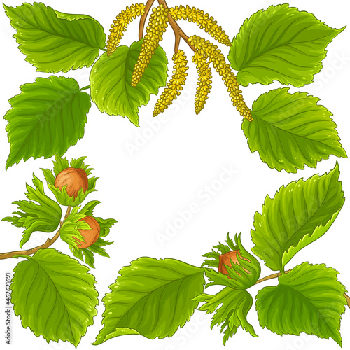 hazelnut frame on white background