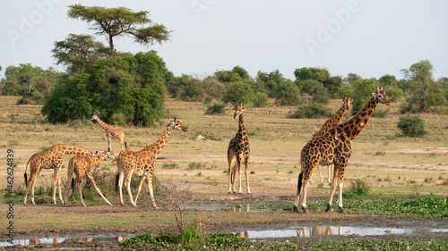 Spotted giraffes on the grassy field in the Murchison Falls National Park in Uganda photo