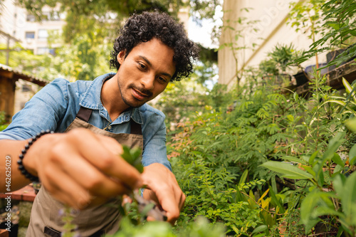 Cuadro en lienzo african american man taking care of plants and to prune at plant nursery