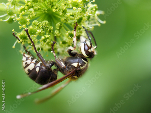 Closeup of a bald-faced hornet on the flower. Dolichovespula maculata. photo