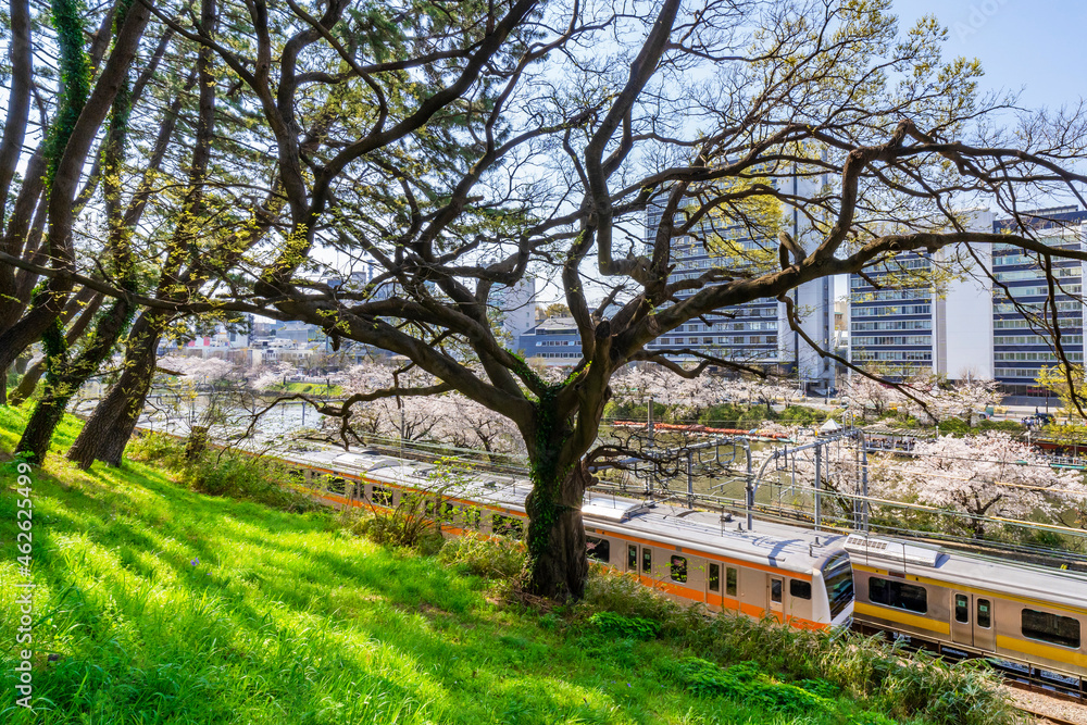 Φωτογραφία 桜が満開の牛込濠沿いを走るオレンジ色と黄色の電車（東京都千代田区・2021年3月）