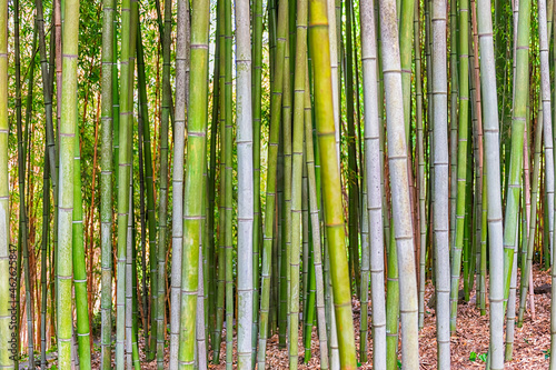 Fototapeta Naklejka Na Ścianę i Meble -  Background with foliage pattern of bamboo trees
