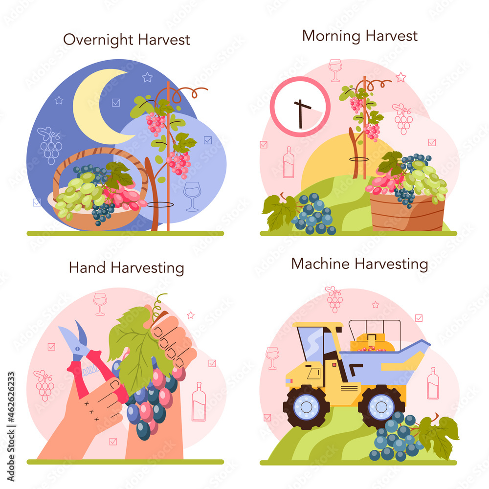 Wine production concept set. Grape selection, cultivation and harvesting Wine production concept set. Grape selection, cultivation and harvesting