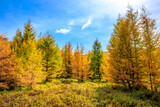 Beautiful colorful autumn forest.Autumn tree and leaves.